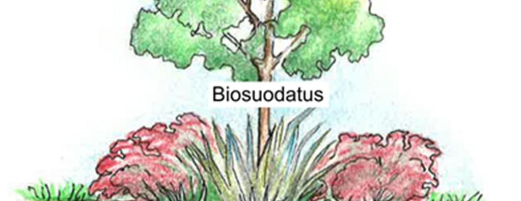 1 = Suodattava kasvualusta 400 800 mm: Leca 0-8