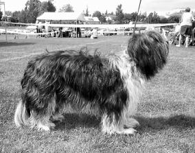 Loimaa ry 24.8.2003 Leif-Herman Willberg, Norja Erinomainen tyyppi. Hyvät mittasuhteet. Hyvin muodostunut pää. Hyvä runko ja kulmaukset. Liikkuu kevyesti ja tehokkaasti. Hyvä turkki.