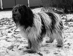 LUMIKUONO ICTITA PERRITA FIN39204/01 n Fagus Sirius * Nalle-Haukun Eleonora M Jänisniemi/ M Jussila & M Jänisniemi Kemijärvi ry 29.3.20003 Paula Heikkinen-Lehkonen Kovin hintelä ja lyhytrunkoinen nuori narttu.