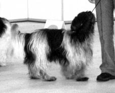 LUMIKUONO MAESTRO DE RAZA FIN44257/02 u Arcos v. Siebshuis * Lumikuono Bonita Perrita M Jänisniemi/ H Rinne Salo 8.6.2003 Jesper Andersson, Ruotsi Maskuliininen urospentu.