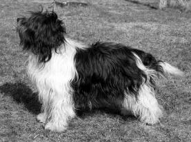 NALLE-HAUKUN AGATE SF06087/93 n Utrecht de la Richesse * Fiffi von Wulfskuhl A Lahdenperä/ M Jänisniemi Tampere kv 15.3.2003 Herman Bürk, Saksa 10 vuotta vanha mustavalkoinen narttu.