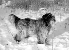 SCANDOES STIP FIN19322/00 n Joker du Champ de la Grive * Scandoes Petronella P Lahdenperä/ T Ala-Prinkkilä Mänttä 7.6.2003 Leni Nousiainen Riittävät mittasuhteet. Sopiva luusto.
