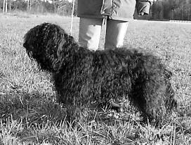 TRASSELI KESÄN LAPSI FIN37527/01 n Drechtkanters Karl-Elvis * Boisterous Opium De Gardin A Kurko/ E Banerjee Tampere kv 15.3.2003 Herman Bürk, Saksa 19 kk vanha harmaa narttu.
