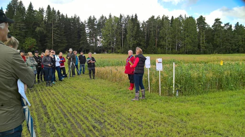 ruisvehnä-härkäpapu Kuva: