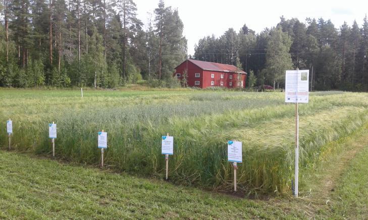 Ohran lajikeseoskokeilu 2016-2017 Lajikeseoksilla voidaan pyrkiä yhdistämään useita lajikeominaisuuksia samaan kasvustoon, varmentamaan sadon määrää ja laatua vaihtelevissa sääoloissa,