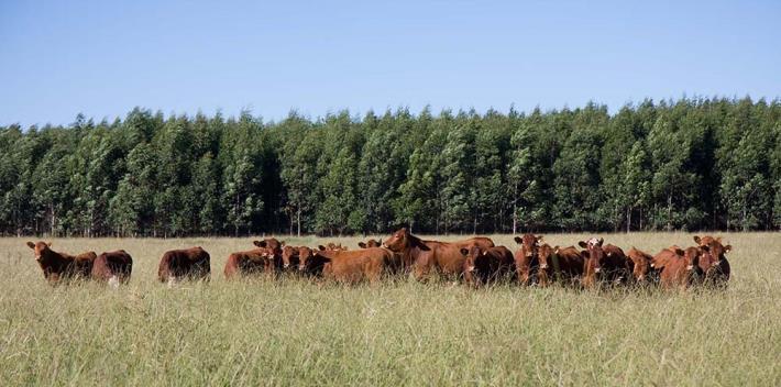 Luonnonmetsää 5 % pinta-alasta ja kokonaan suojeltua Ei sademetsiä Uruguayn