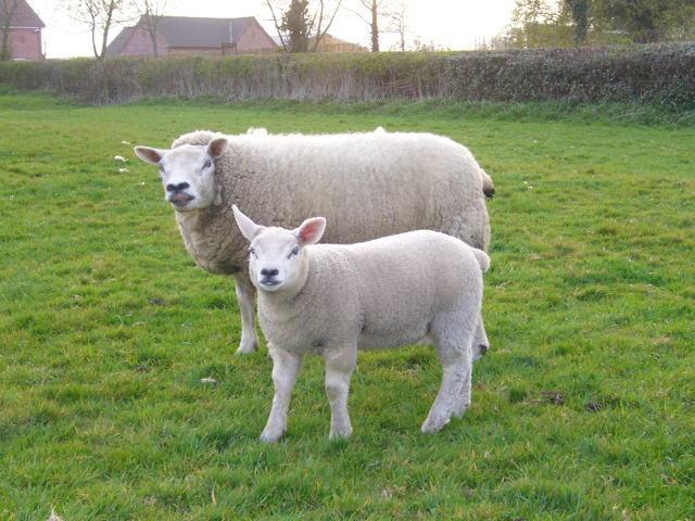 9 Kuva 3. Texel rodun tyypillisiä piirteitä ovat nopea päiväkasvu ja lihakkuus. (Fieldsfarm n.d.) Hollannin rotumääritelmän mukaan texel-lampaan pään pitää olla hyvin muodostunut ja ilmeikäs.