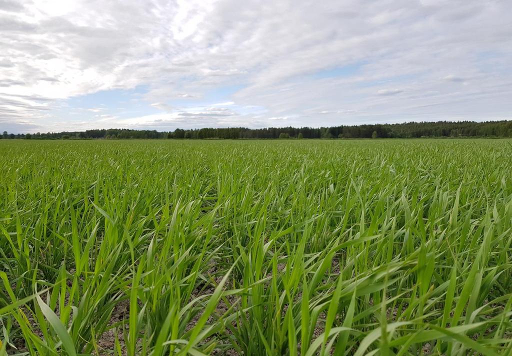 Lisätietoja Pixxaro EC:sta Corteva Agriscience: Aki Niemelä 040 128 1213 Päivi Peltovuori 040 589 0311 Kasvinsuojeluaineita on aina käsiteltävä varovasti.