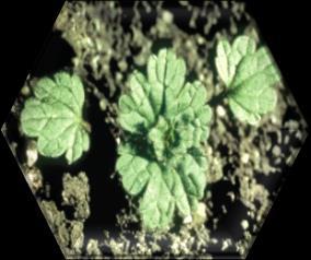 Lamium