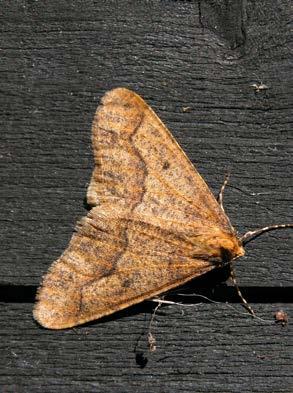 Suomen Perhostutkijain Seura ry Lepidopterologiska Sällskapet i Finland rf TOIMISTO ja TARVIKEVÄLITYS Toimisto ja tarvikevälitys avoinna tiistaisin klo 15.30 20.