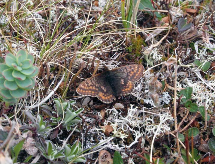 KALLE MÄNNISTÖ 4a KUVA 4a. Boloria improba ( ) ja Loxostege ephippialis ( ) varastivat huomion vuonna 2009.