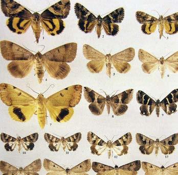 Genitaalikuvia ja levinneisyyskartat Kirja sisältää 650 lajia ja 882 yökköstai toukkakuvaa Puplesis, R.