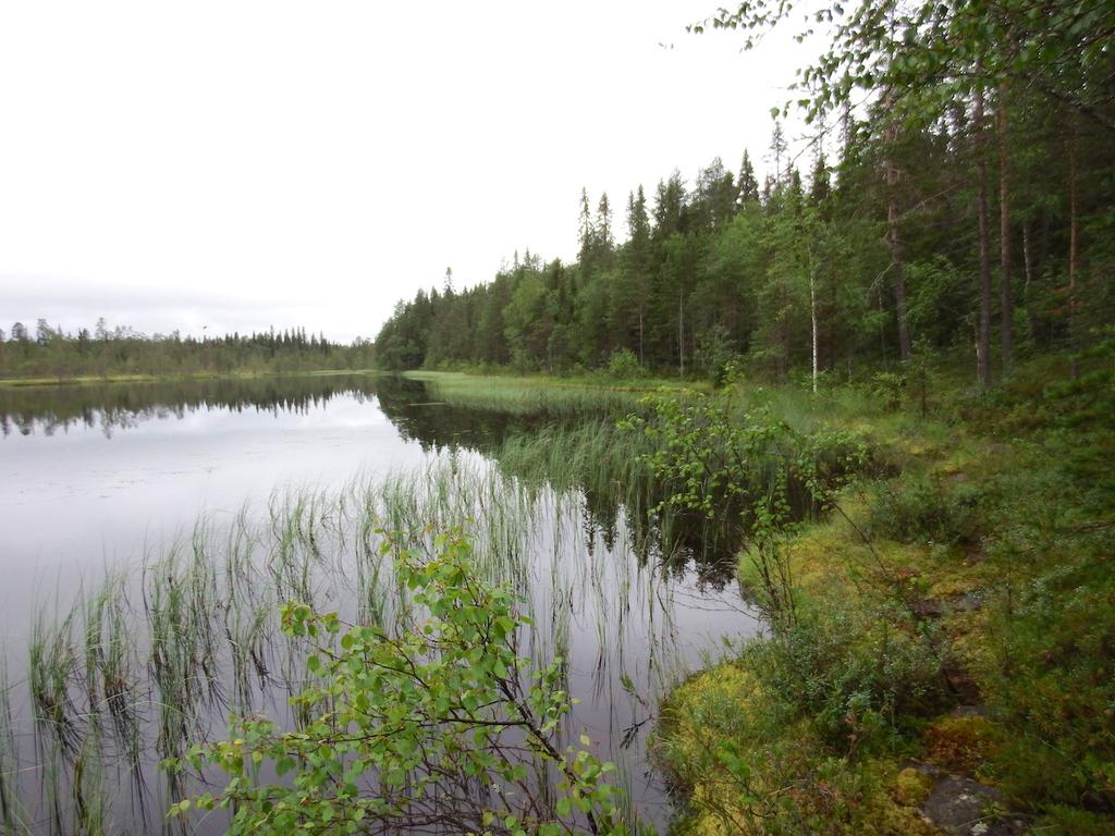 Kuva 1. Saukkojärven rantaa kuvattuna länteen.