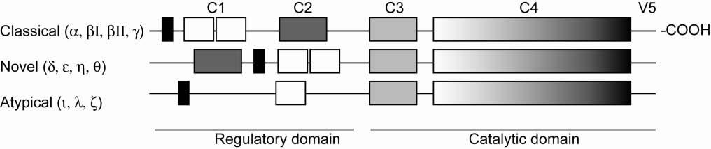 22 Review of the Literature Figure 4. Structure of the protein kinase C, PKC.