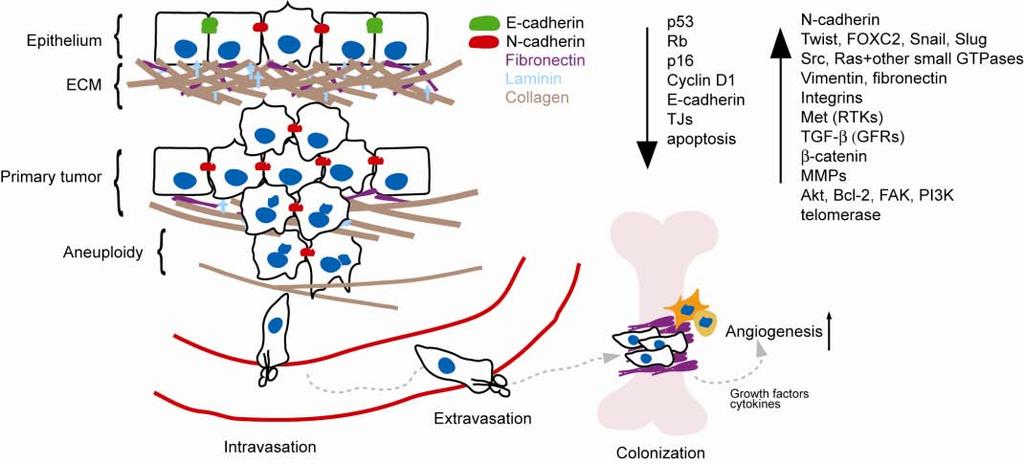 Review of the Literature 27 cells and the stromal components seems to be a common theme in complex metastatic cascade.