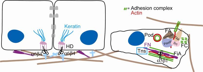 Review of the Literature 31 mitogen-activated protein kinases (MAPKs) (Schlaepfer et al. 1994), features that become essential during tumor progression. 2.