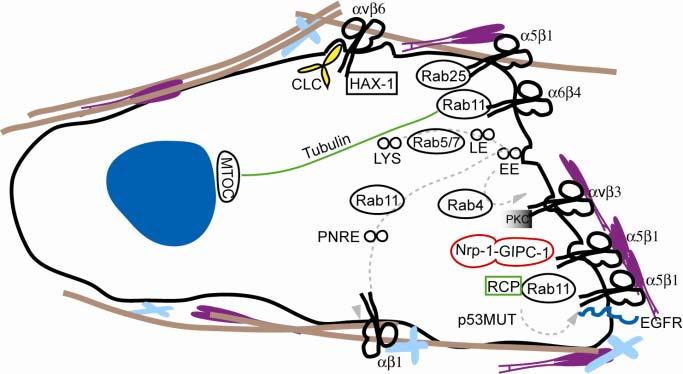 Integrin v 6 is frequently upregulated in epithelial cancers and has been shown to internalize via a clathrin-dependent mechanism when it binds to a cytoplasmic protein HAX-1.