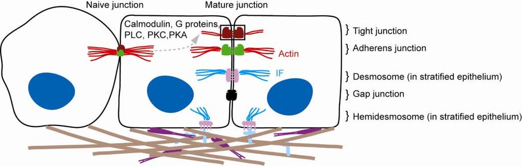 42 Review of the Literature Figure 9. Intercellular adhesion types.