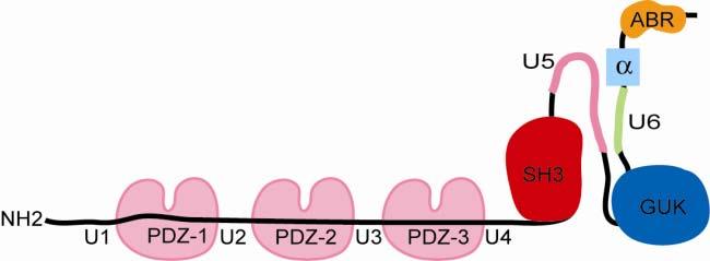 44 Review of the Literature is expressed in all epithelial cells expressing less dynamic TJ strands and naive AJs (Balda, Anderson 1993).