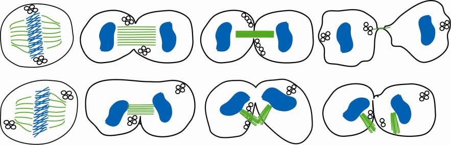 80 Discussion Metaphase Anaphase A Anaphase B Telophase Normal cytokinesis Cytokinesis of -ZO-1siRNA -PKC sirna or chemical inhibition of PKC -ZO-1S168A (- PPAA) Figure 17.