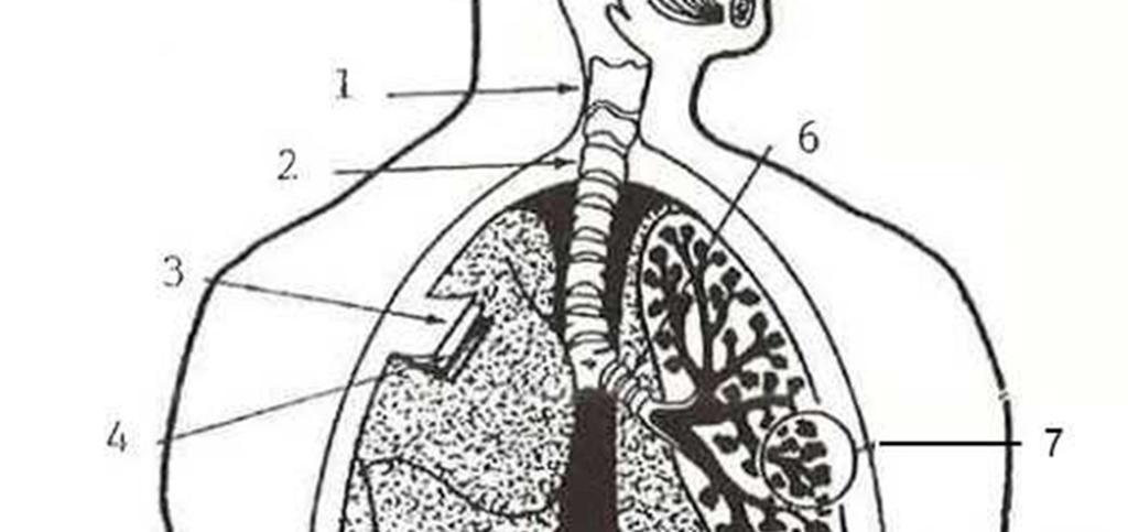 12 KUVA 1. Hengityselimistön rakenne. 1. Kurkunpää, 2. henkitorvi, 3 ja 4. keuhkopussia, 5. oikeanpuoleinen keuhko, 6. keuhkoputki, 7. keuhkorakkuloita, 8. pallea, 9. nenäontelo, 10. suuontelo.