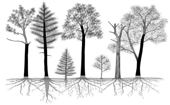 metsien vertailutaso ja kirjanpito Ilmastotavoitteet