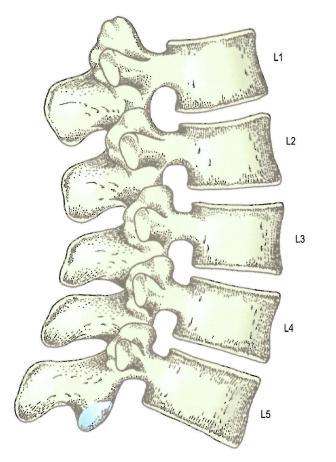12 4 LANNERANGAN LUINEN ANATOMIA Lannerangassa sijaitsee 5 erillistä nikamaa, jotka ovat nimetty niiden sijaintinsa mukaan.