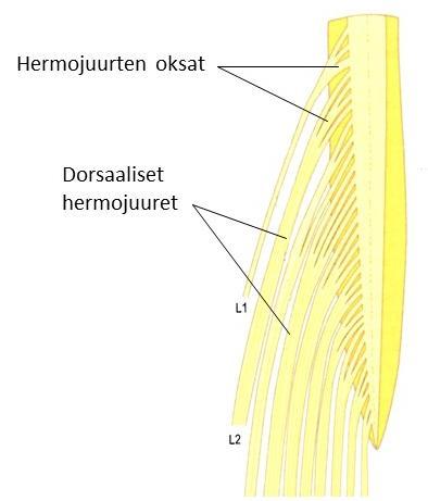 cauda equinan. Cauda equinan kaikki hermojuuret kylpevät subaracnoidaalitilan täyttämässä selkäydinnesteessä. (Bogduk 2012, 117-119.
