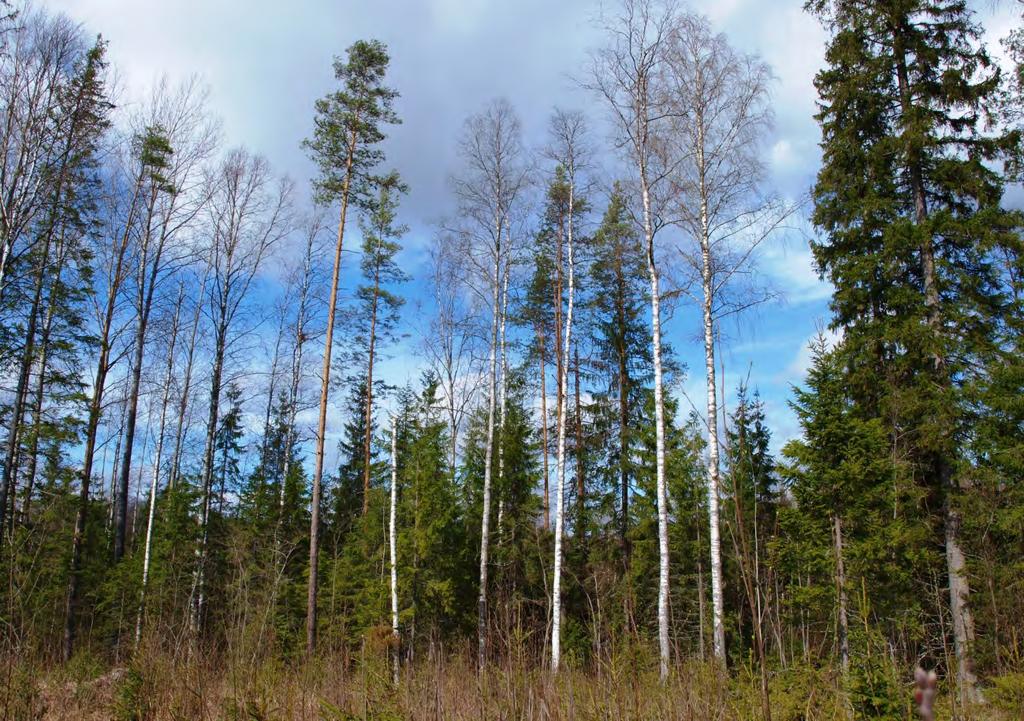 Jätöskuusi oikealla ja kolohaapaoja vasemmalla selvitysalueen ulkopuolella edellisen kuvan haavasta noin 200m länteen Johtopäätökset Asuttu kolohaapa ja kolohaavat sen länsipuolella ovat lain