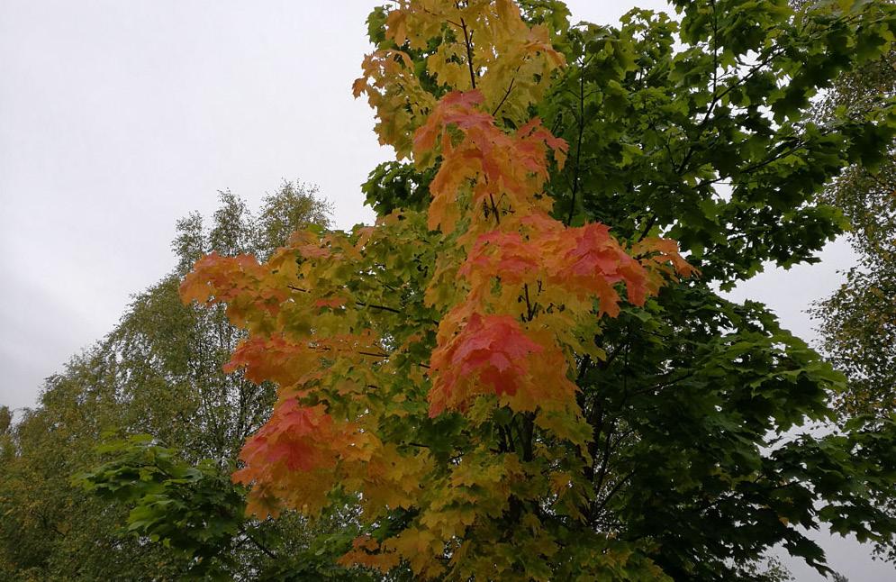 Alajärvi SYKSYINEN VALKEALAMMEN PATIKKA LEHTIMÄELLÄ La 7.9.2019 klo 12.00 14.