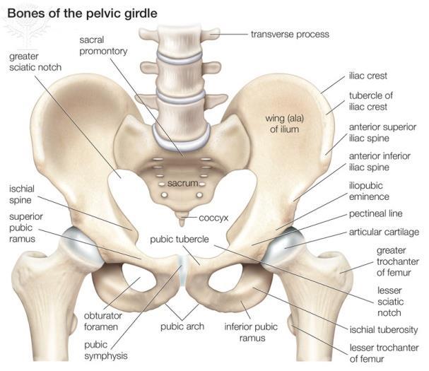 12 (articulatio sacroiliaca) avulla häpyluu, suoliluu ja lonkkaluu yhdistyvät ristiluuhun (os sacrum).