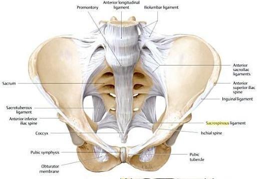 13 välilevyjen ligamentteja (Päivänsara 2013, 101). Relaksiini ja progesteroni vaikuttavat lantion alueeseen löystyttämällä nivelsiteitä.