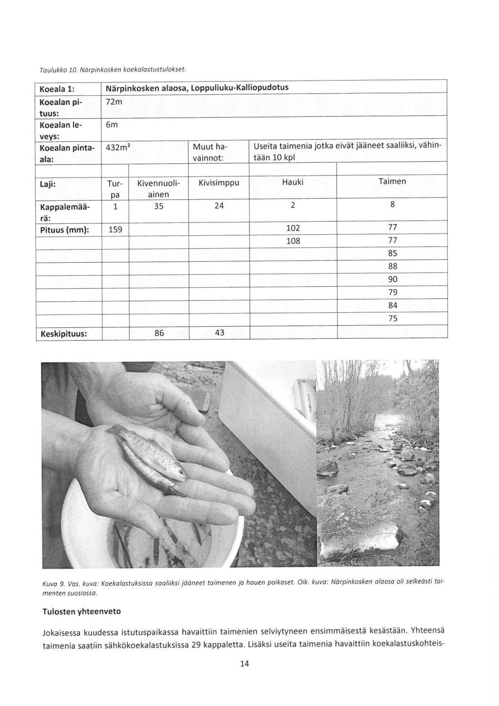 Taulukko 10. Närpinkosken koekalastustulokset. Koeala l; Koealan pituus; Koealan leveys; Koealan pintaala: Närpinkosken alaosa, Loppuliuku-Kalliopudotus 72m 6m 432m!