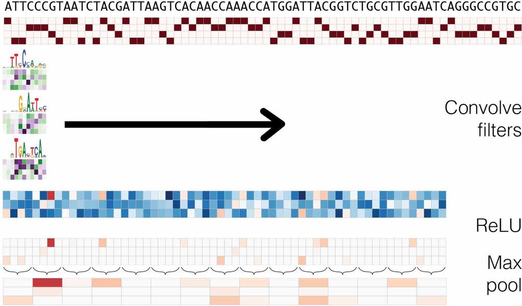 DNA convolutional neural