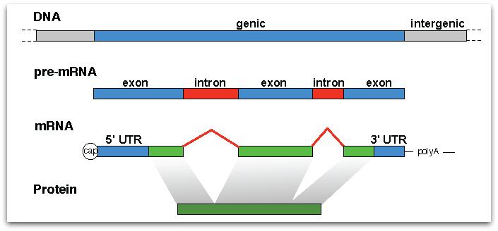 Computational Genome Annotation Simplest formulation: Given a DNA sequence x { A, C, G, T } L Find the correct label sequence y = y 1 y 2.
