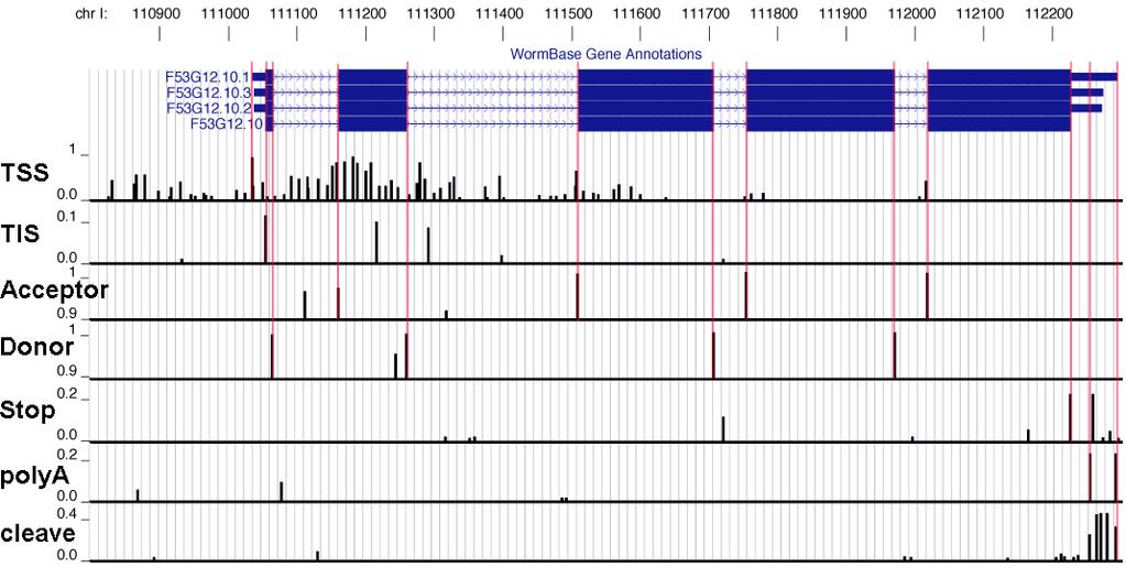 Example: Predictions in UCSC Browser Signals have to appear in the right order TSS TIS Stop cleave Don Acc Based on known genes, learn how to combine predictions for accurate