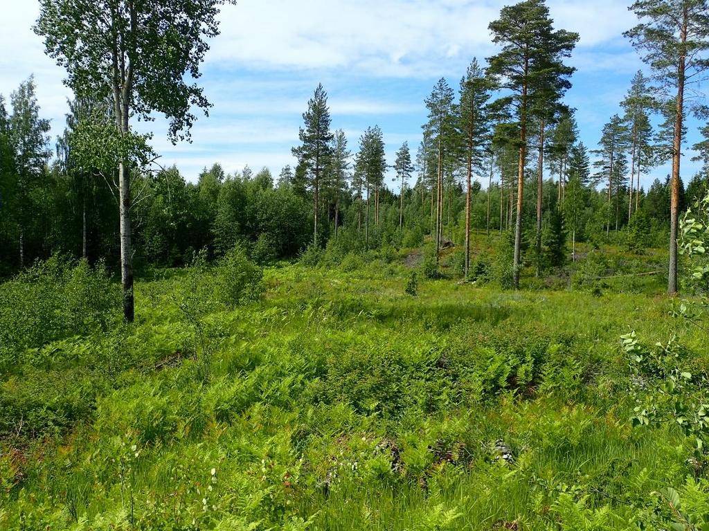 1 Outokumpu Jäätsalo