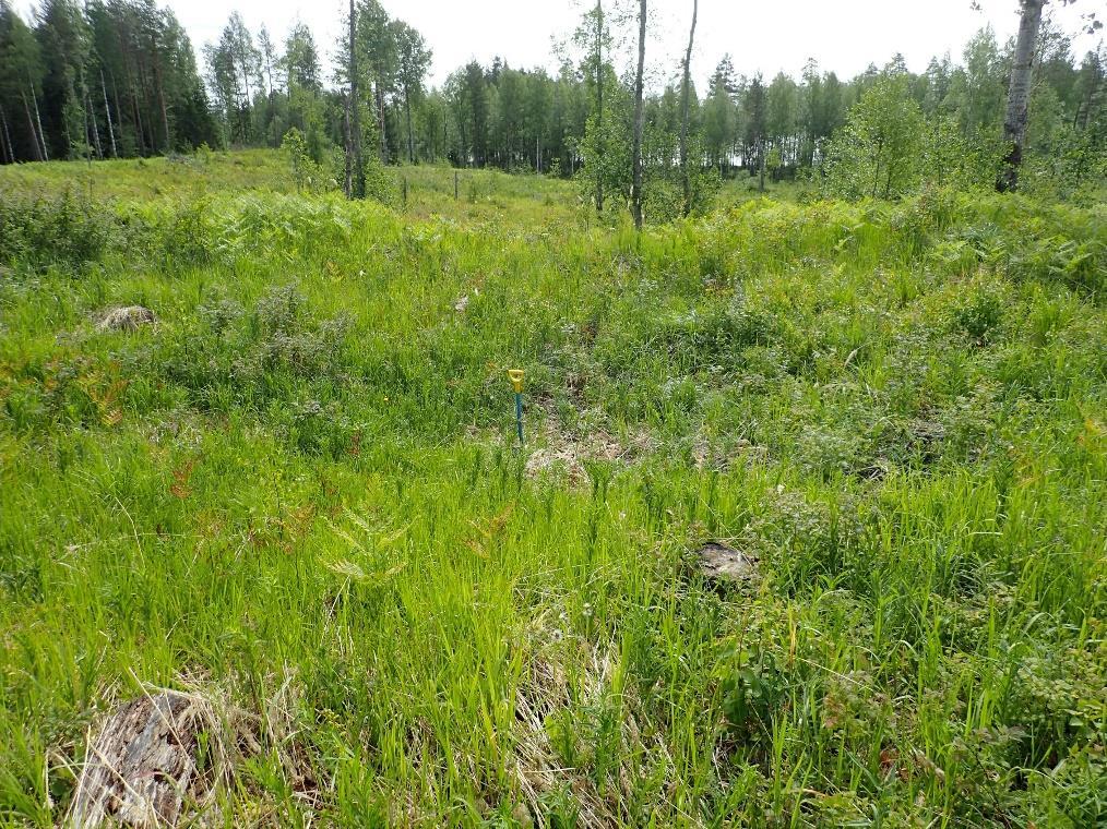 11 Lapio tervahaudan keskellä. Suoraan lapion takana kuvassa heikosti erottuva halssiaukko.