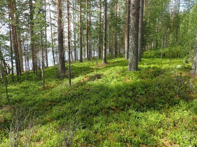 7 Vanhojen karttojen tarkastelun perusteella inventointialueella ei ole ollut kiinteä asutusta tai muuta arkeologisesti mielenkiintoista maankäyttöä historiallisella ajalla.