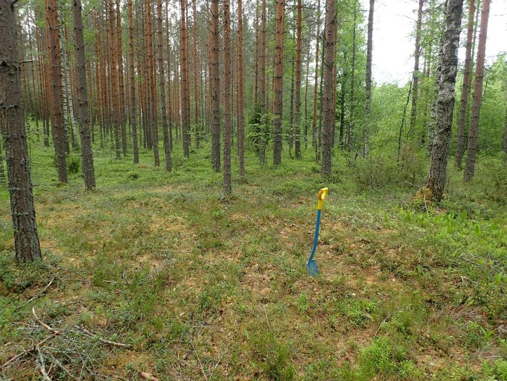 rikastumiskerros. Samankaltainen maannos tavattiin kolmesta koekuopasta. Sitä, miksi paikalla oli sekoittunutta pintamaata 15 cm paksuudelta, ei saatu selville.