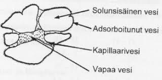 17 Kuva 2. Veden jakautuminen biolietteessä (Liimatainen et al. 2000, s. 26). Biolietteen partikkelikoolla ja partikkelikokojakaumalla on iso merkitys vedenpoisto ominaisuuksiin.