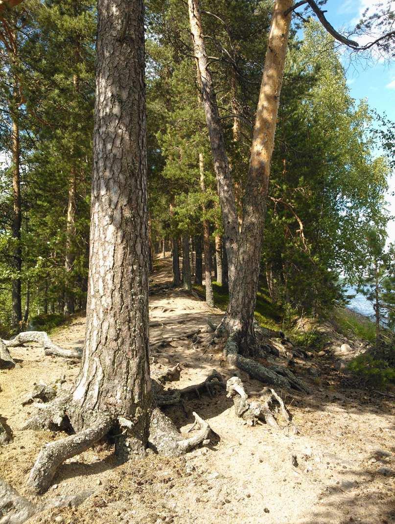 Miksi tutkin hiljaisuutta? Hiljaisuus Kuva: Yle Kun voi sanoa kaverille: Kuuntele!