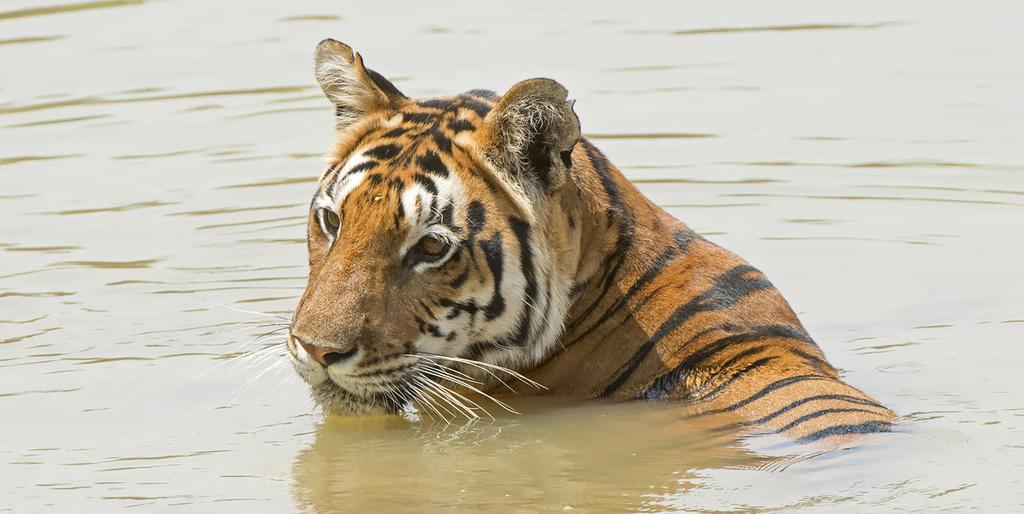 La 4.4.2020. Kanha National Park (A, L, P) Kanhan 1 945 neliökilometrin kansallispuisto on yksi Intian suurimmista ja samalla maan merkittävimpiä tiikerien suojelualueita.