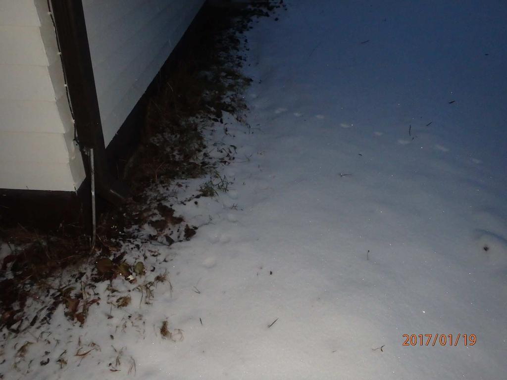 Kasvillisuuden ylläpitämisessä talon vierustoilla on se vaara, että se tuottaa ylimääräistä kosteutta rakenteille ja suurempien puiden juuret saattavat vaurioittaa tai estää esim.