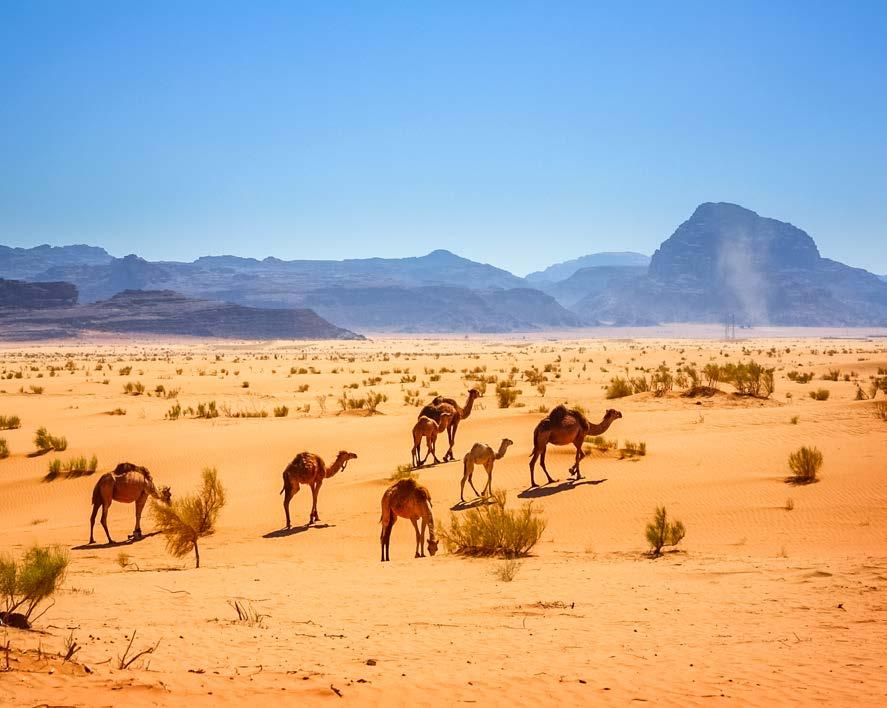 Teemme kävelykierroksen, jonka aikana näemme hautaholveja, temppeleitä, vesikouruja ja -säiliöitä sekä seinämaalauksia. Nautimme lounaan ja jatkamme kohti Jordanian kenties vaikuttavimpia maisemia.