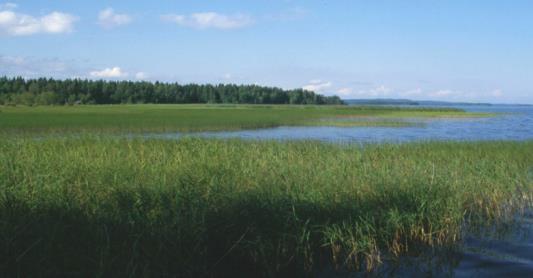 (25%) 1980-2000 Median 1980-2000 Upper quartile (75%) 1980-2000 Lake Päijänne 79 78.5 78 77.