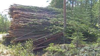 Energiapuunkorjuu kasvatusmetsistä