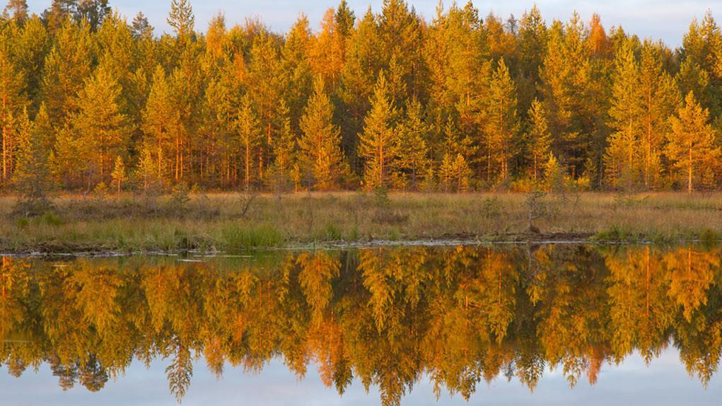 Kiitos ASIAKKAAT HENKILÖSTÖ KUMPPANIT YHTEISKUNTA www.metsäkeskus.fi www.