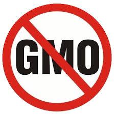 Lyhyen GMO-katsauksen myötä oma mielipiteeni on selvä.