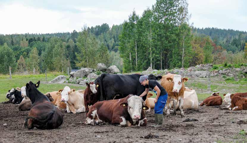 lihakarja Emotarkkailu uudistui! Lihakarjatilojen eläinaineksen kehittämiseen on tänä vuonna auennut uusia mahdollisuuksia. Faban perinteikäs emolehmätarkkailu on uudelta nimeltään FabaEMO -tarkkailu.